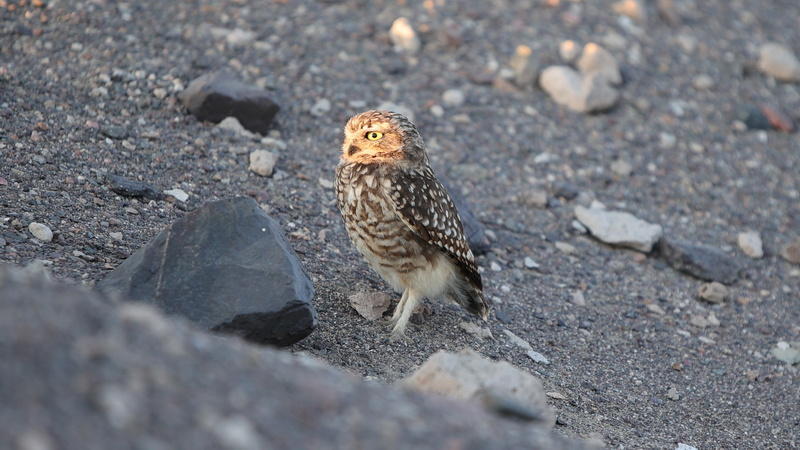 08013 resize