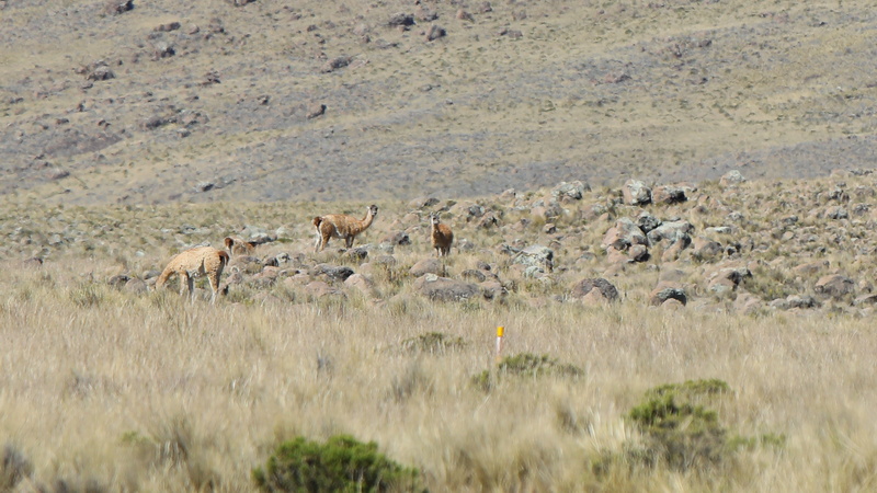 11001 resize