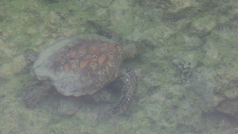 20040005 resize