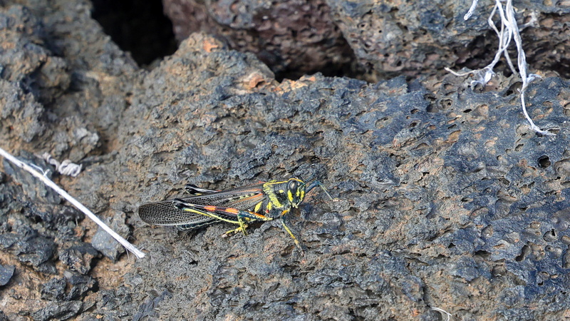 21040019 resize