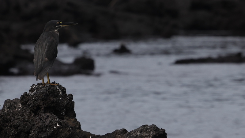 22040006 resize