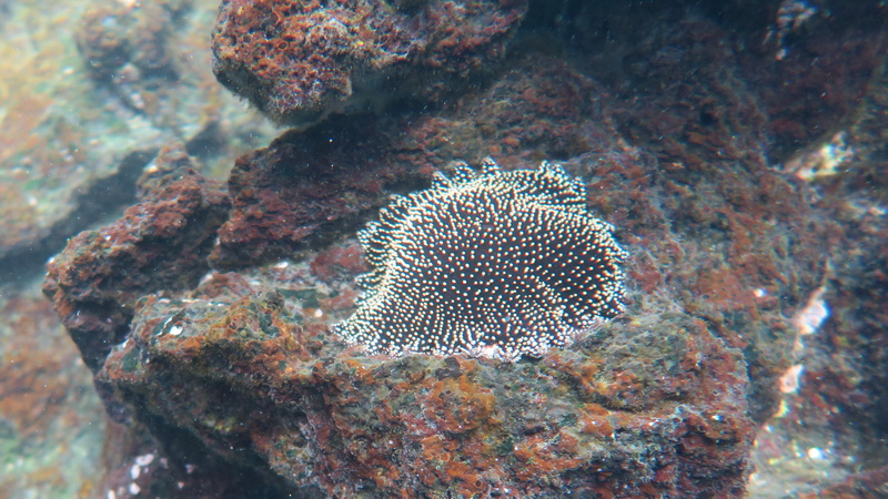 22040010c resize