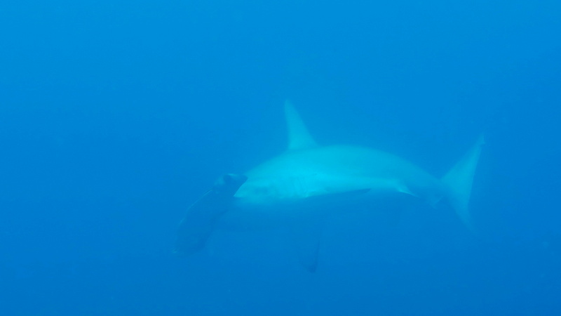 27040005 resize